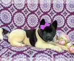 Small Photo #5 Akita Puppy For Sale in AIRVILLE, PA, USA