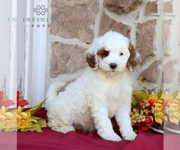 Medium Photo #5 Goldendoodle (Miniature) Puppy For Sale in GORDONVILLE, PA, USA