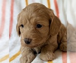 Puppy Puppy 2 Cavapoo (Miniature)