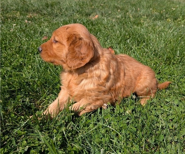 Medium Photo #11 Golden Retriever Puppy For Sale in GOSHEN, IN, USA