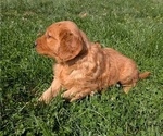 Small #10 Golden Retriever