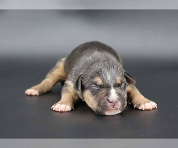 Medium Photo #1 American Bully Puppy For Sale in CHAMPAIGN, IL, USA