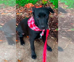 Huskies -Labrador Retriever Mix Dogs for adoption in The Woodlands, TX, USA