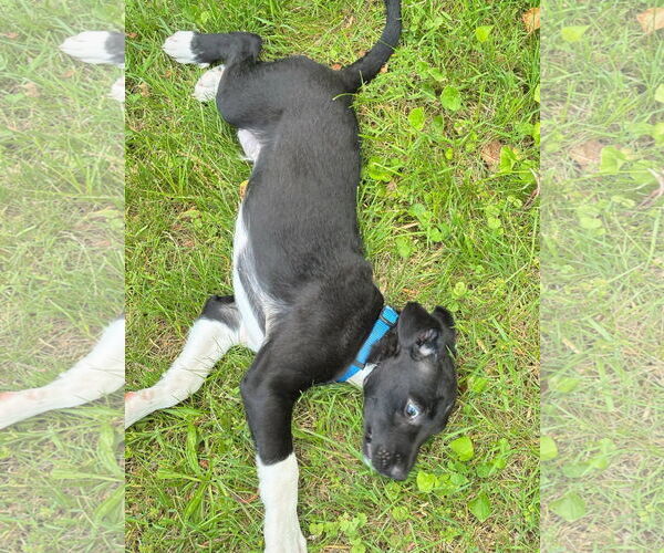 Medium Photo #12 Border Collie-Jack Russell Terrier Mix Puppy For Sale in MECHANICSBURG, PA, USA