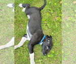Small #11 Border Collie-Jack Russell Terrier Mix