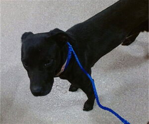 Labrador Retriever-Unknown Mix Dogs for adoption in Louisville, KY, USA