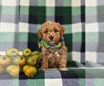 Small Photo #2 Poodle (Toy) Puppy For Sale in OXFORD, PA, USA