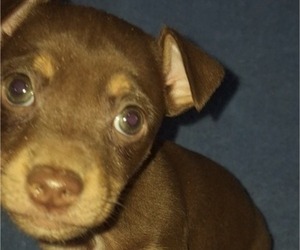 Rat-Cha Puppy for sale in LOST SPRINGS, KS, USA