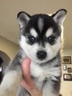 Small Photo #7 Alaskan Klee Kai Puppy For Sale in WINCHESTER, OH, USA