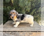 Small #1 Dachshund