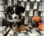 Puppy Hubba Bubba Miniature Australian Shepherd