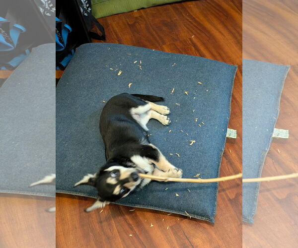 Medium Photo #4 Chihuahua Puppy For Sale in Rosenberg, TX, USA