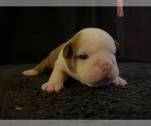 Bulldog Puppy for Sale in LAWRENCEBURG, Kentucky USA