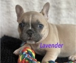 Small Photo #24 Faux Frenchbo Bulldog Puppy For Sale in HOODSPORT, WA, USA