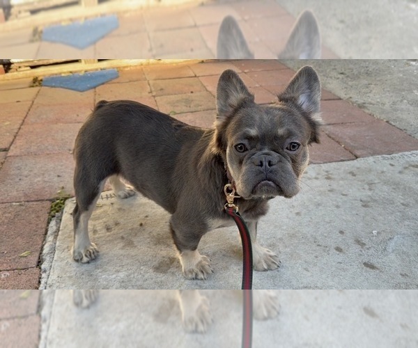 Medium Photo #1 French Bulldog Puppy For Sale in SOUTH GATE, CA, USA