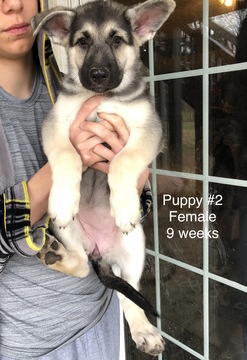 Medium Photo #9 German Shepherd Dog Puppy For Sale in BARTLETTSVILLE, IN, USA