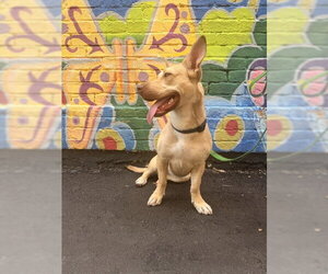 Midge Doglando Graduate - Female Mutt Dog for Adoption - Photo #4