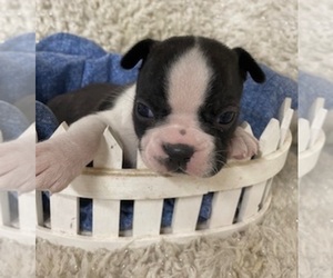Boston Terrier Puppy for sale in CRKD RVR RNCH, OR, USA