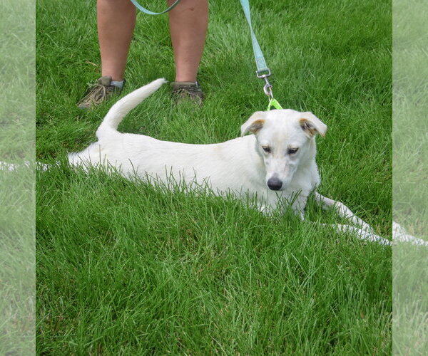 Medium Photo #6 Catahoula Leopard Dog-German Shepherd Dog Mix Puppy For Sale in Huntley, IL, USA