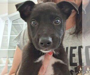 Mutt Dogs for adoption in Mundelein, IL, USA