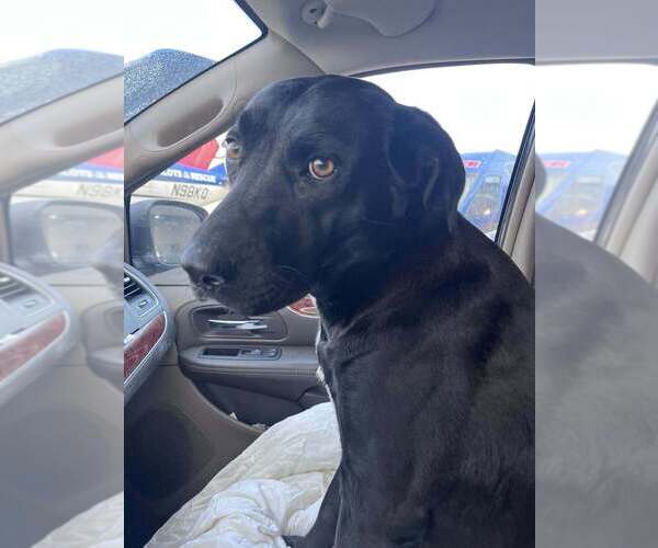 Medium Photo #2 Labrador Retriever-Unknown Mix Puppy For Sale in Brewster, NY, USA