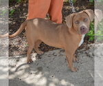Small #1 American Staffordshire Terrier-Weimaraner Mix