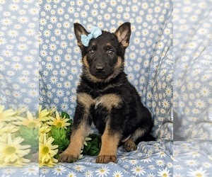 German Shepherd Dog Puppy for sale in NORTH EAST, MD, USA
