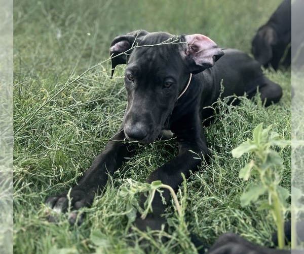 Medium Photo #4 Great Dane Puppy For Sale in AMARILLO, TX, USA