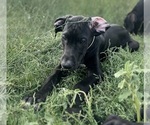 Small #3 Great Dane