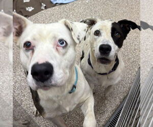 American Pit Bull Terrier-Unknown Mix Dogs for adoption in Martinsburg, WV, USA
