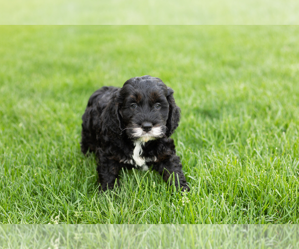 Medium Photo #3 Cockapoo (Miniature) Puppy For Sale in NAPPANEE, IN, USA