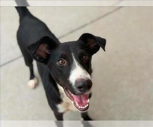 Catahoula Leopard Dog-Unknown Mix Dogs for adoption in Tulsa, OK, USA