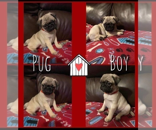 Medium Photo #1 Pug Puppy For Sale in SEVIERVILLE, TN, USA