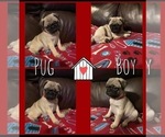 Small Photo #1 Pug Puppy For Sale in SEVIERVILLE, TN, USA