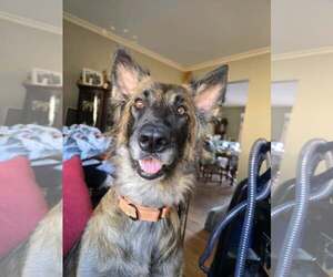 German Shepherd Dog Dogs for adoption in Darlington, MD, USA