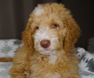 F2 Aussiedoodle Puppy for sale in SPRINGFIELD, MO, USA