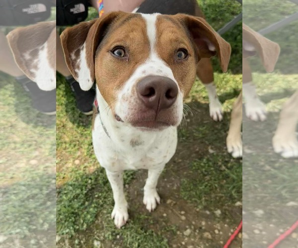 Medium Photo #10 Beagle-Unknown Mix Puppy For Sale in Germantown, OH, USA