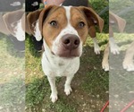 Small #9 Beagle Mix