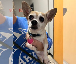 Chihuahua Dogs for adoption in Pierceton , IN, USA