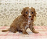 Small #3 Cavapoo