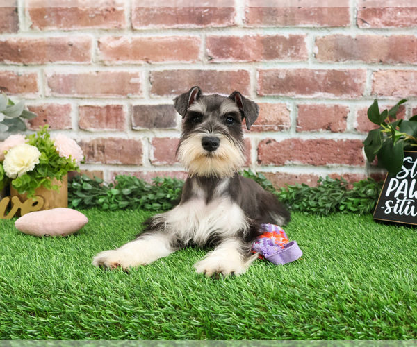 Medium Photo #1 Schnauzer (Miniature) Puppy For Sale in SYRACUSE, IN, USA