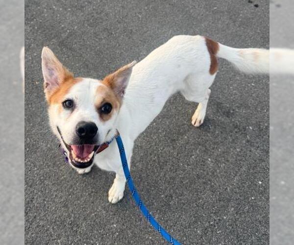 Medium Photo #2 Mutt Puppy For Sale in Camarillo, CA, USA