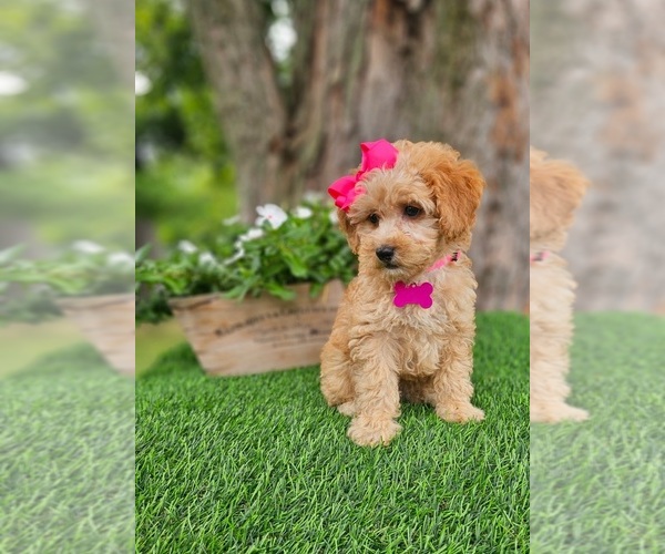 Medium Photo #3 Goldendoodle-Poodle (Miniature) Mix Puppy For Sale in INDIANAPOLIS, IN, USA
