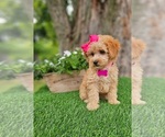 Small #2 Goldendoodle-Poodle (Miniature) Mix