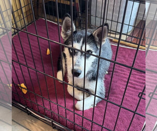 Medium Photo #1 Huskies -Unknown Mix Puppy For Sale in Bellevue, WA, USA