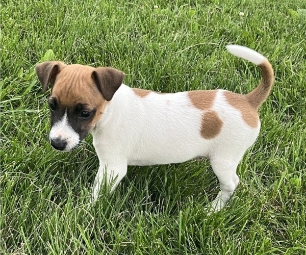 Medium Photo #1 Jack Russell Terrier Puppy For Sale in KALONA, IA, USA