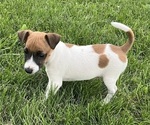 Puppy Buddy Jack Russell Terrier