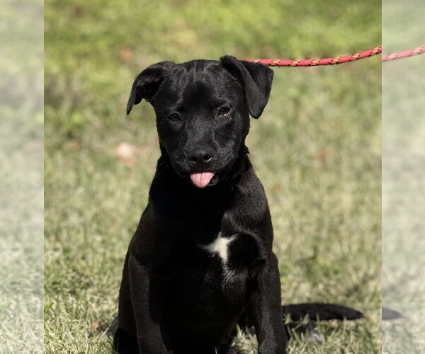 Medium Photo #1 Labrador Retriever-Unknown Mix Puppy For Sale in Yardley, PA, USA