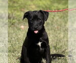 Small Labrador Retriever Mix