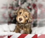 Small Photo #2 YorkiePoo Puppy For Sale in EAGLE MOUNTAIN, UT, USA